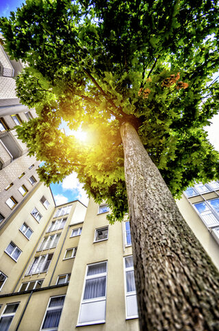 Pontivystraße mit Baum nach oben fotografiert